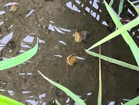 吃田螺变绿是怎么回事 真相让人大吃一惊