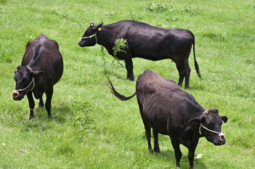 血蹄公牛和普通牛的区别在哪里