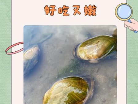 河蚌怎么做好吃 教你三种家常做法简单又美味