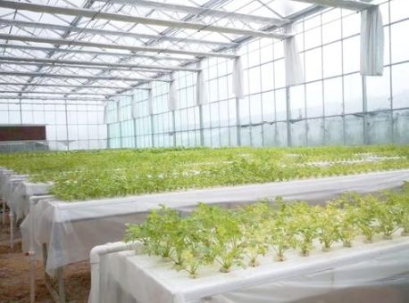 无土栽培有机蔬菜为什么比传统种植更健康