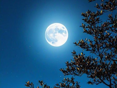 月光溢灑是猜一生肖，想知道正确答案吗？