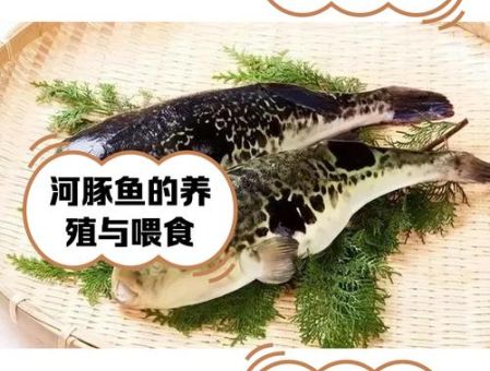 信及豚鱼是什么意思?典故来源一次说清楚!