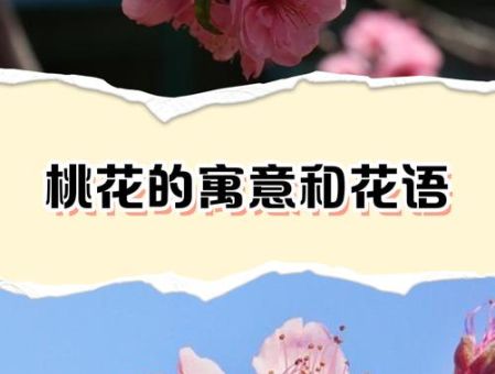 人面桃花的意思是啥?这篇带你快速了解!