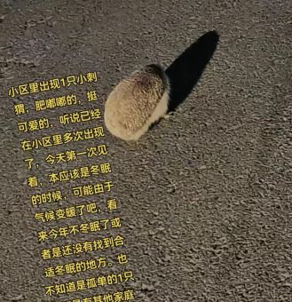 感物伤怀打一动物是啥?这个动物很有故事!