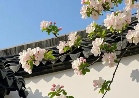 落英缤纷的意思:看懂这四个字感受诗意春天!