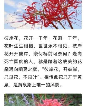 朽木生花的意思出自哪里？原来它有这么美丽的传说！