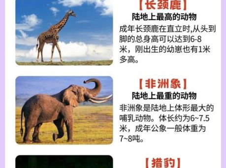 想知道掘地三尺打一准确动物?这几种可能最大!