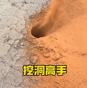 “掘地三尺是什么动物”的秘密：深度解析挖洞高手！