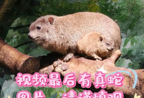 筑岩钓渭打一动物是什么？答案让你意想不到！